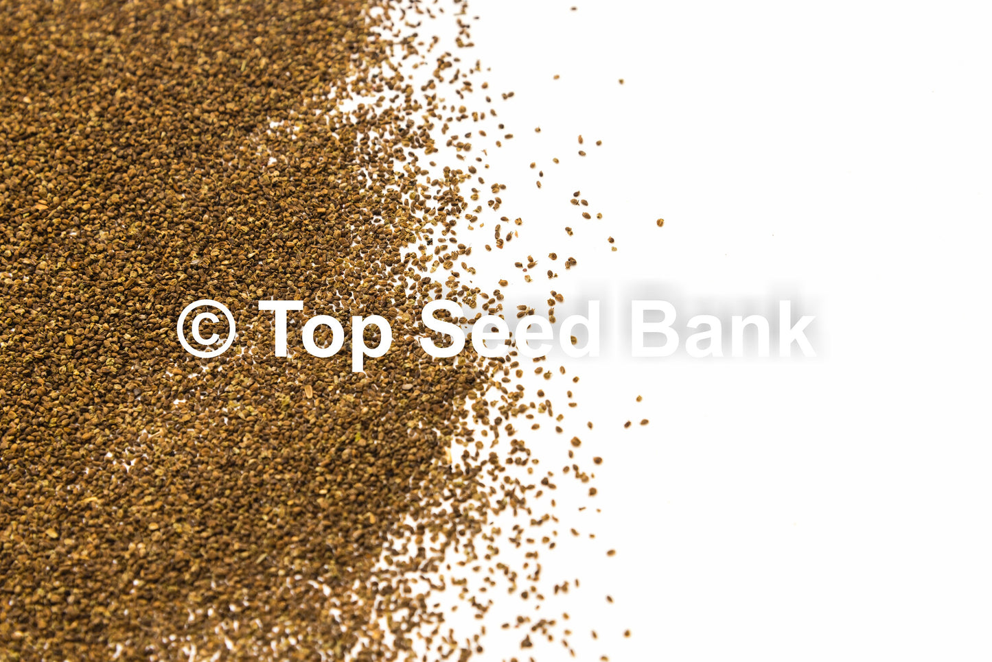 250+ Culantro, Mexican coriander, recao, Ngo Gai, Chadon Beni seeds + Free GIFT | Non-GMO, Organic| Top Seed Bank