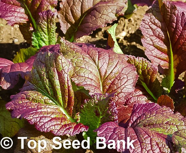 100+ Mustard, Japanese Giant Red seeds + Free GIFT | Heat and Cold Tolerant, Non-GMO, Organic| Top Seed Bank