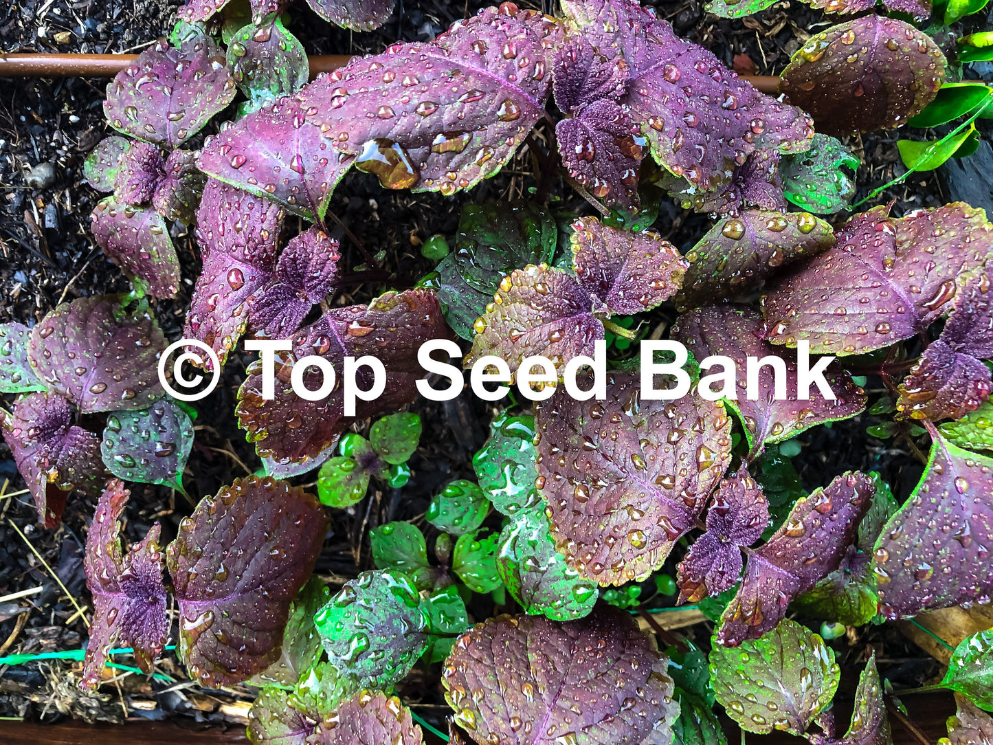 5+ Live Plants – Shiso, Vietnamese Perilla, Tía Tô, Beefsteak Plant + Free GIFT | Organic, Homegrown | Top Seed Bank