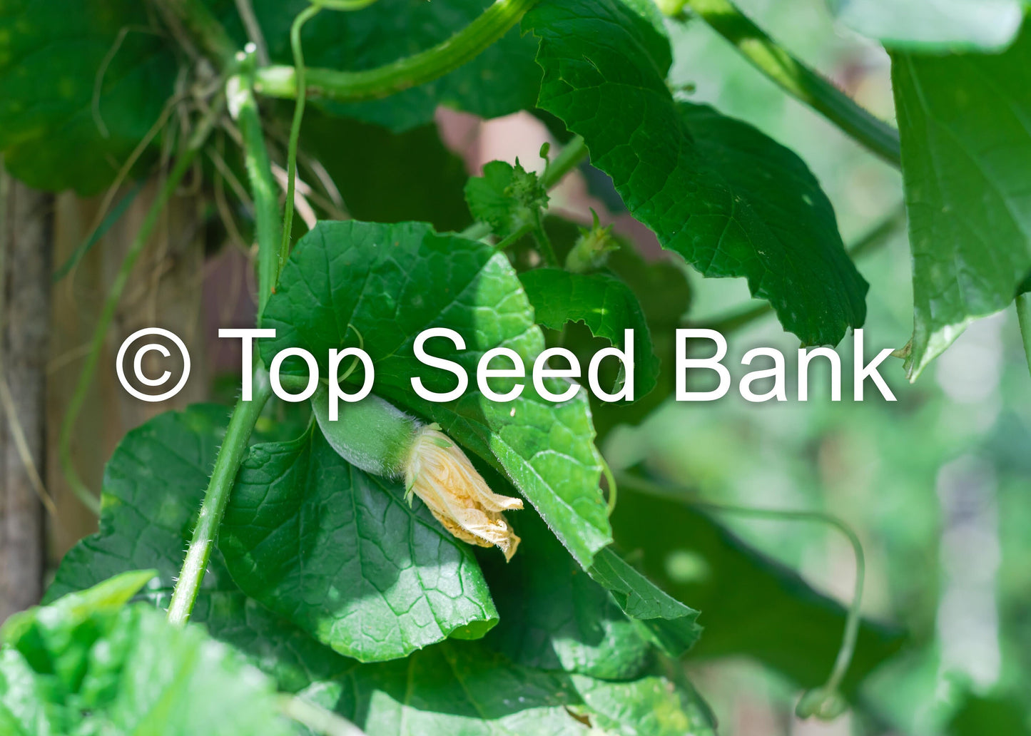 10+ Sakata Sweet Melon seeds, Edible skin fruit, 80 days + Free GIFT | Non-GMO, Organic| Top Seed Bank