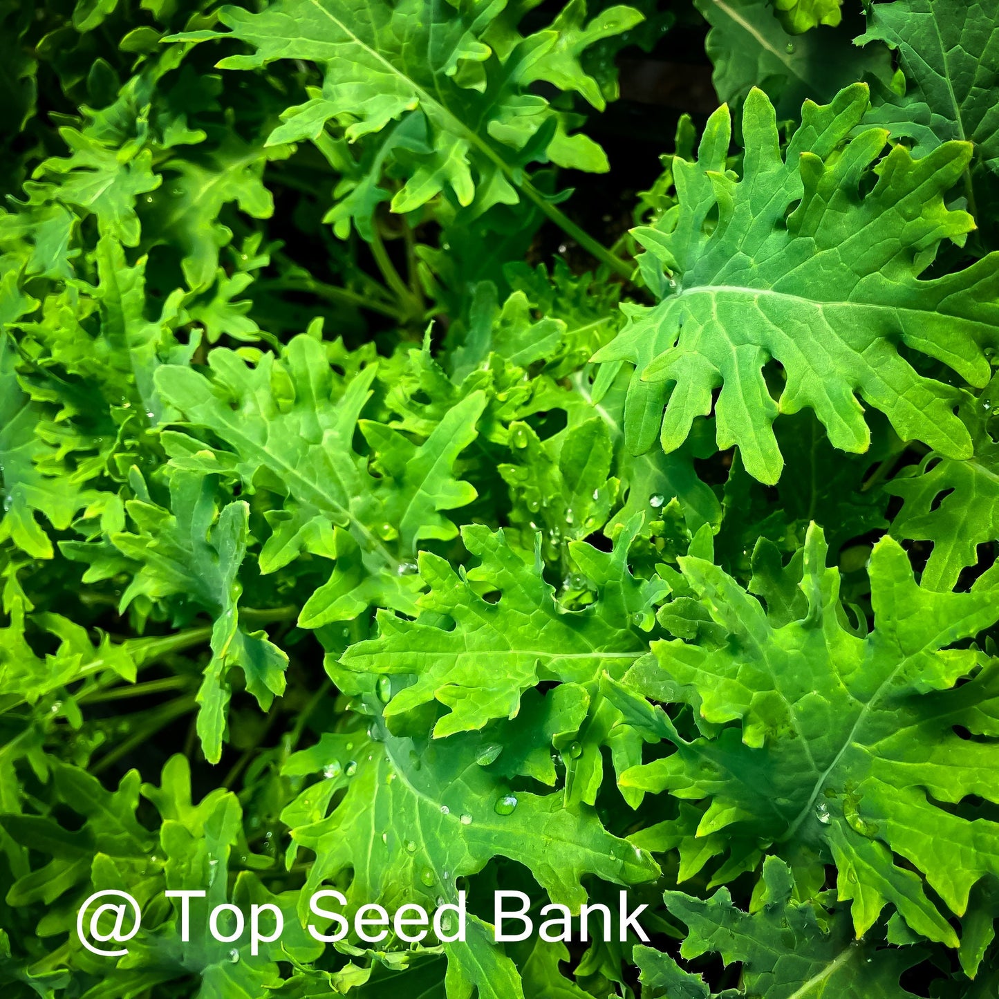 100+ White Russian Kale seeds, very cold hardy + Free GIFT | Organic | Top Seed Bank