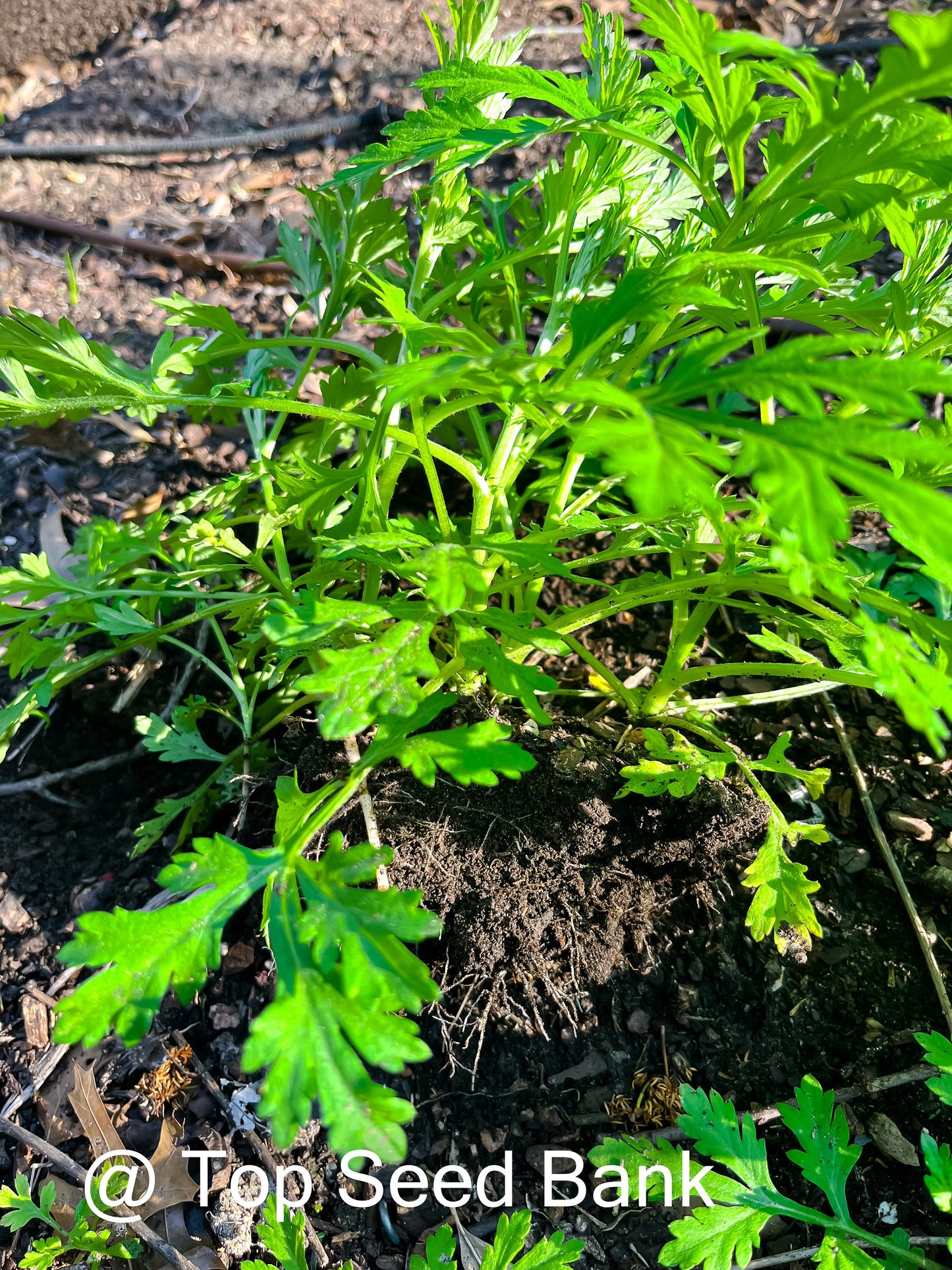 7+ Live Plants – Mugwort- Artemisia vulgaris, Asian medicine, Ngải cứu + Free GIFT | Organic | Top Seed Bank