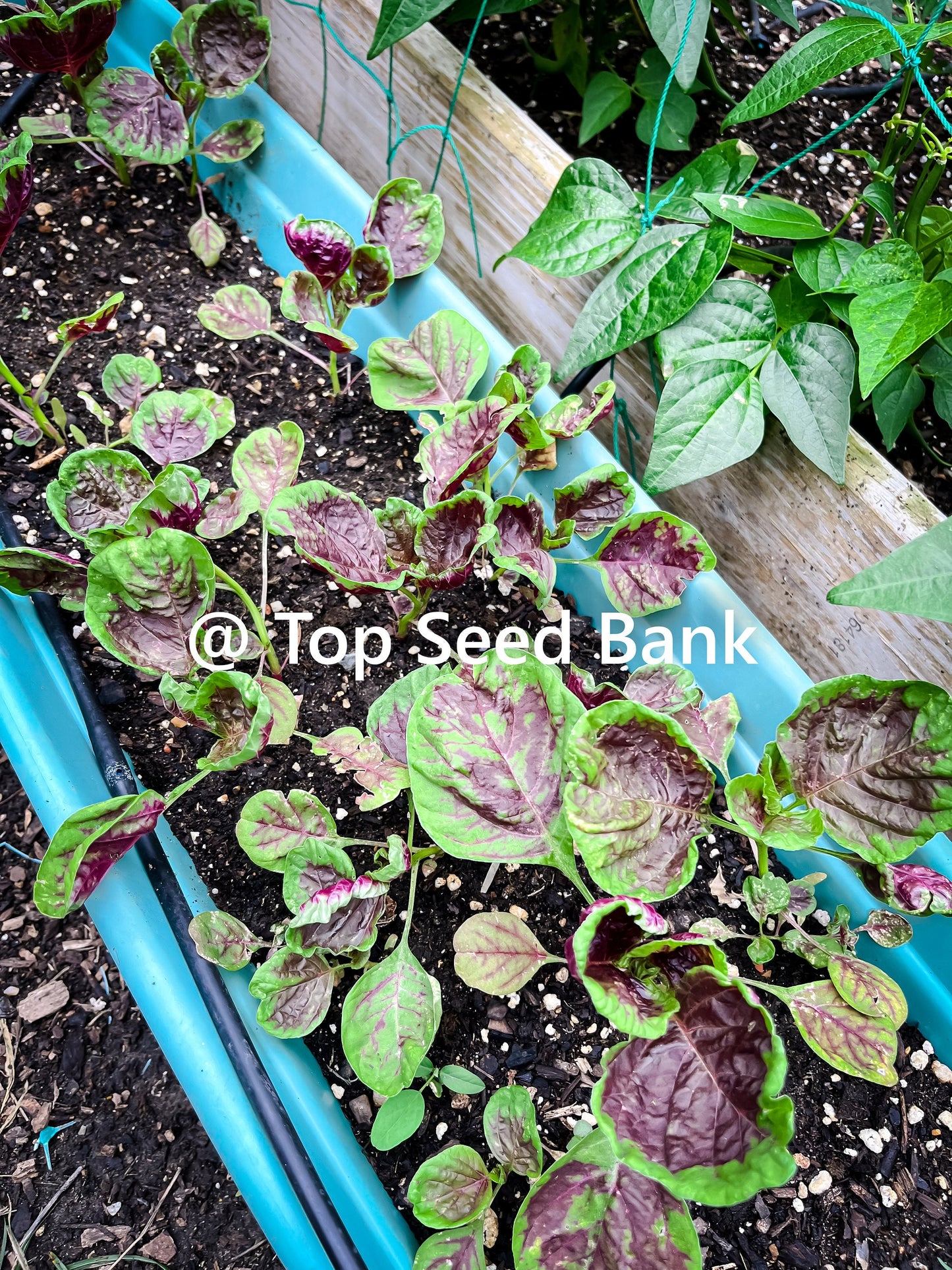 2 Live Plants – Yin Choi, Chinese multicolor spinach + Free GIFT | Heirloom, Organic | Top Seed Bank