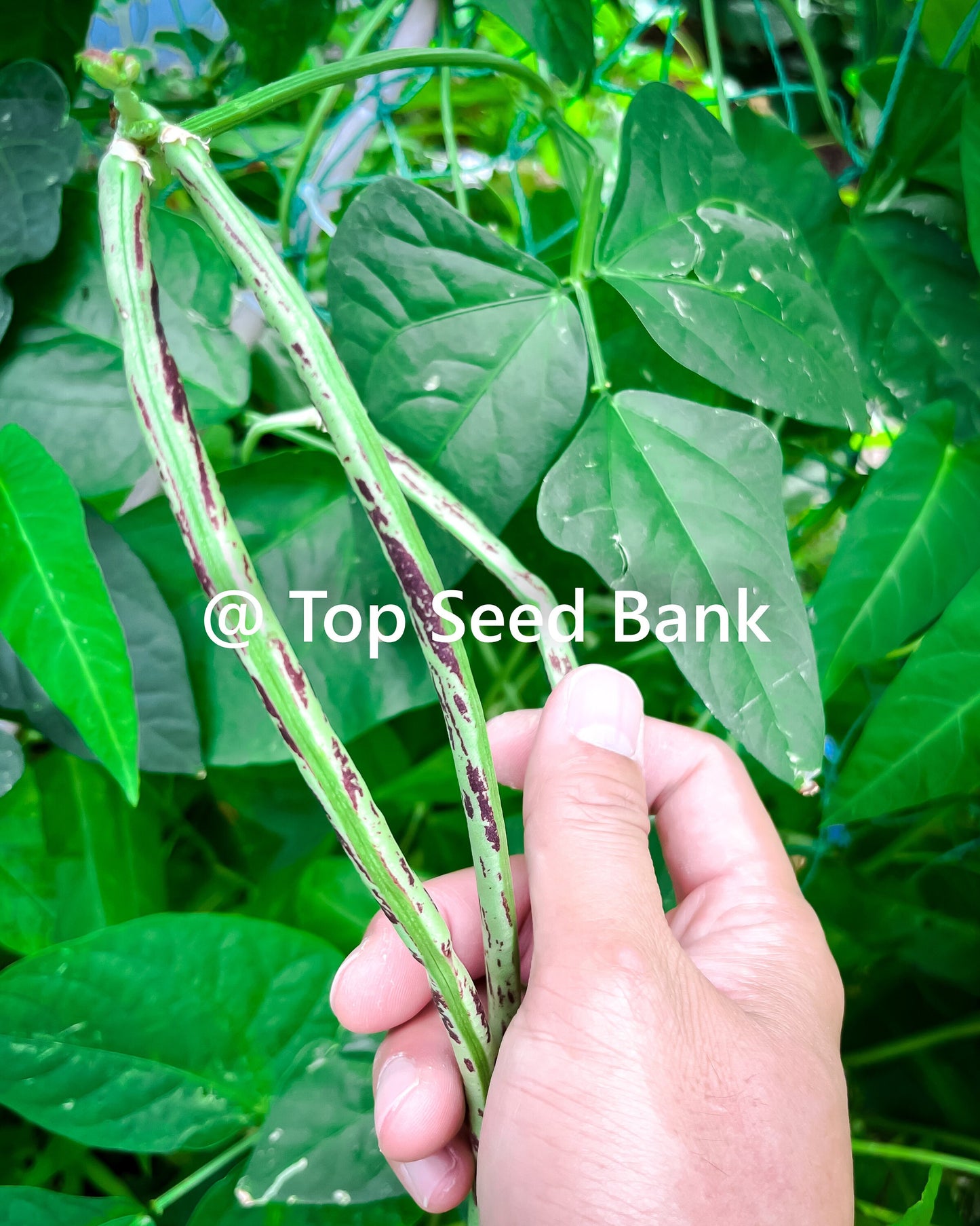 15+ Thai Soldier Bean, tiger stripes dark red-brown yard long strikingly + Free GIFT | Heirloom, Organic| Top Seed Bank