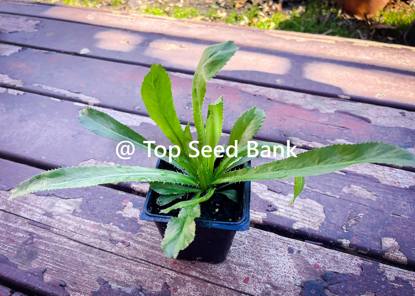 2 Live Plants – Culantro, Mexican coriander, recao, Ngo Gai, Chadon Beni + Free GIFT | Organic | Top Seed Bank