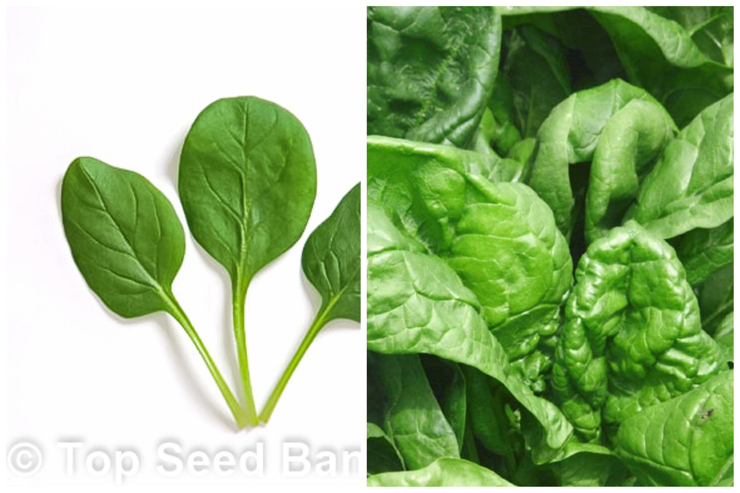 100+ Fast-growing Spinach Hybrid 7 Spinacia Oleracea Seeds, 37 days + Free GIFT | Easy to Grow, Container Friendly | Top Seed Bank