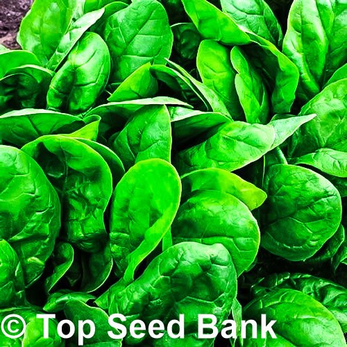 100+ Fast-growing Spinach Hybrid 7 Spinacia Oleracea Seeds, 37 days + Free GIFT | Easy to Grow, Container Friendly | Top Seed Bank