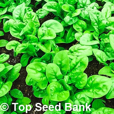 100+ Fast-growing Spinach Hybrid 7 Spinacia Oleracea Seeds, 37 days + Free GIFT | Easy to Grow, Container Friendly | Top Seed Bank