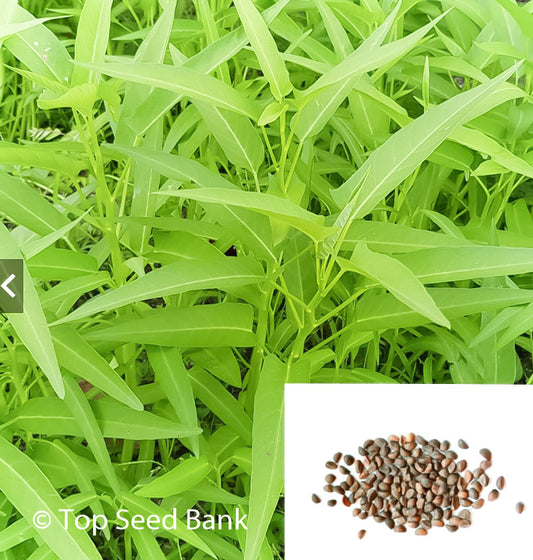 50+ Water Spinach/Kangkung/Kangkong/Ong Choy/Rau Muong Vegetable Aquatica + Free Gift | Non-GMO, Easy To Grow | Top Seed Bank