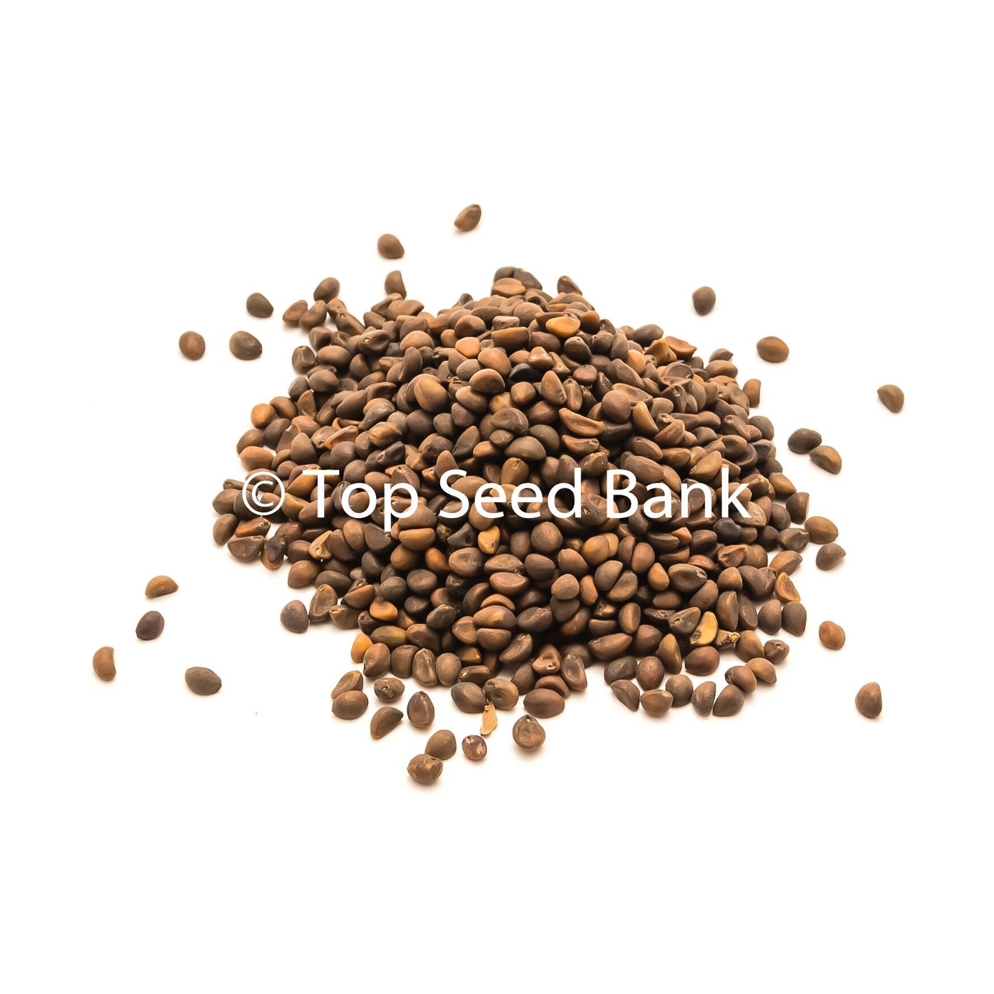 50+ Water Spinach/Kangkung/Kangkong/Ong Choy/Rau Muong Vegetable Aquatica + Free Gift | Non-GMO, Easy To Grow | Top Seed Bank