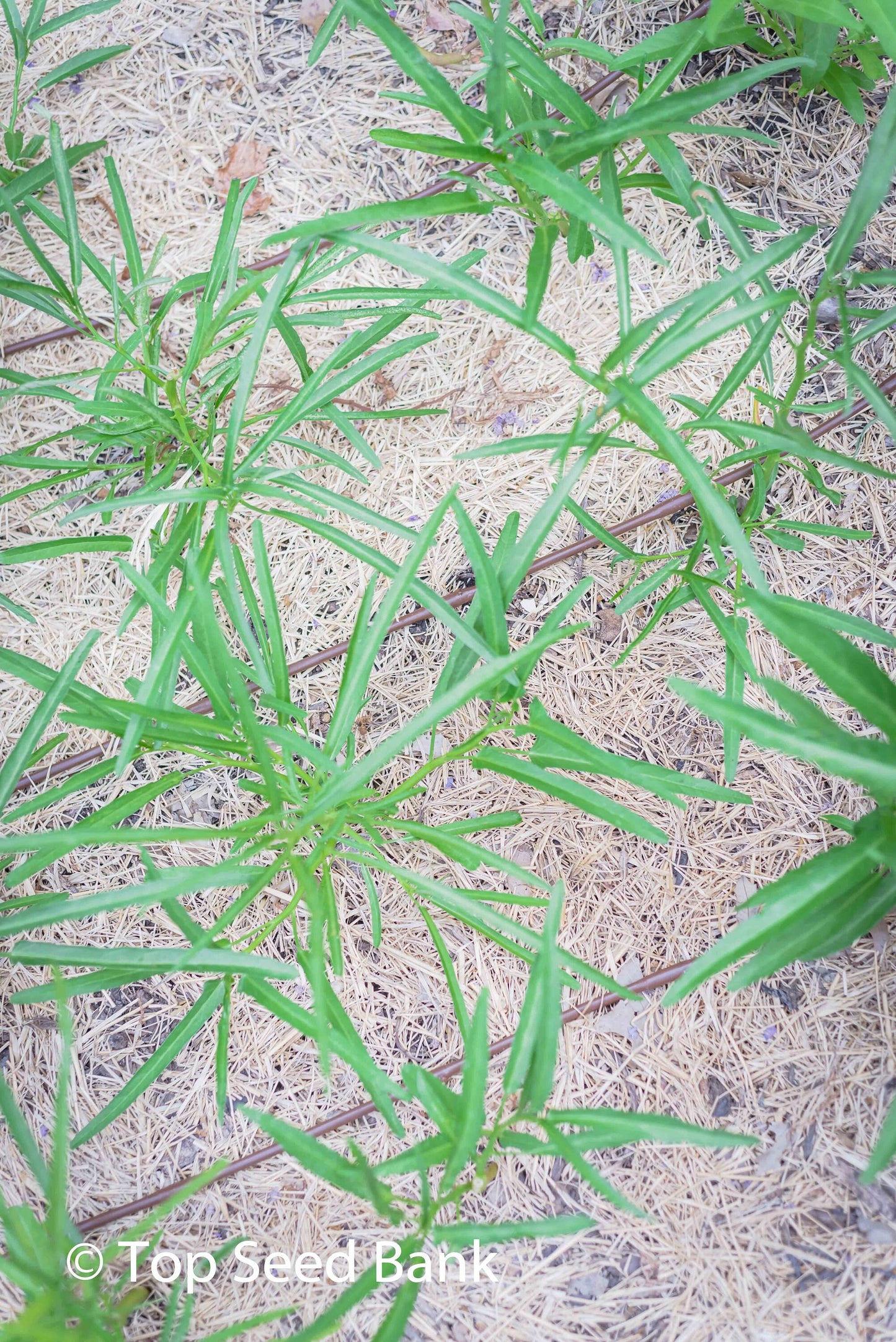 50+ Water Spinach/Kangkung/Kangkong/Ong Choy/Rau Muong Vegetable Aquatica + Free Gift | Non-GMO, Easy To Grow | Top Seed Bank