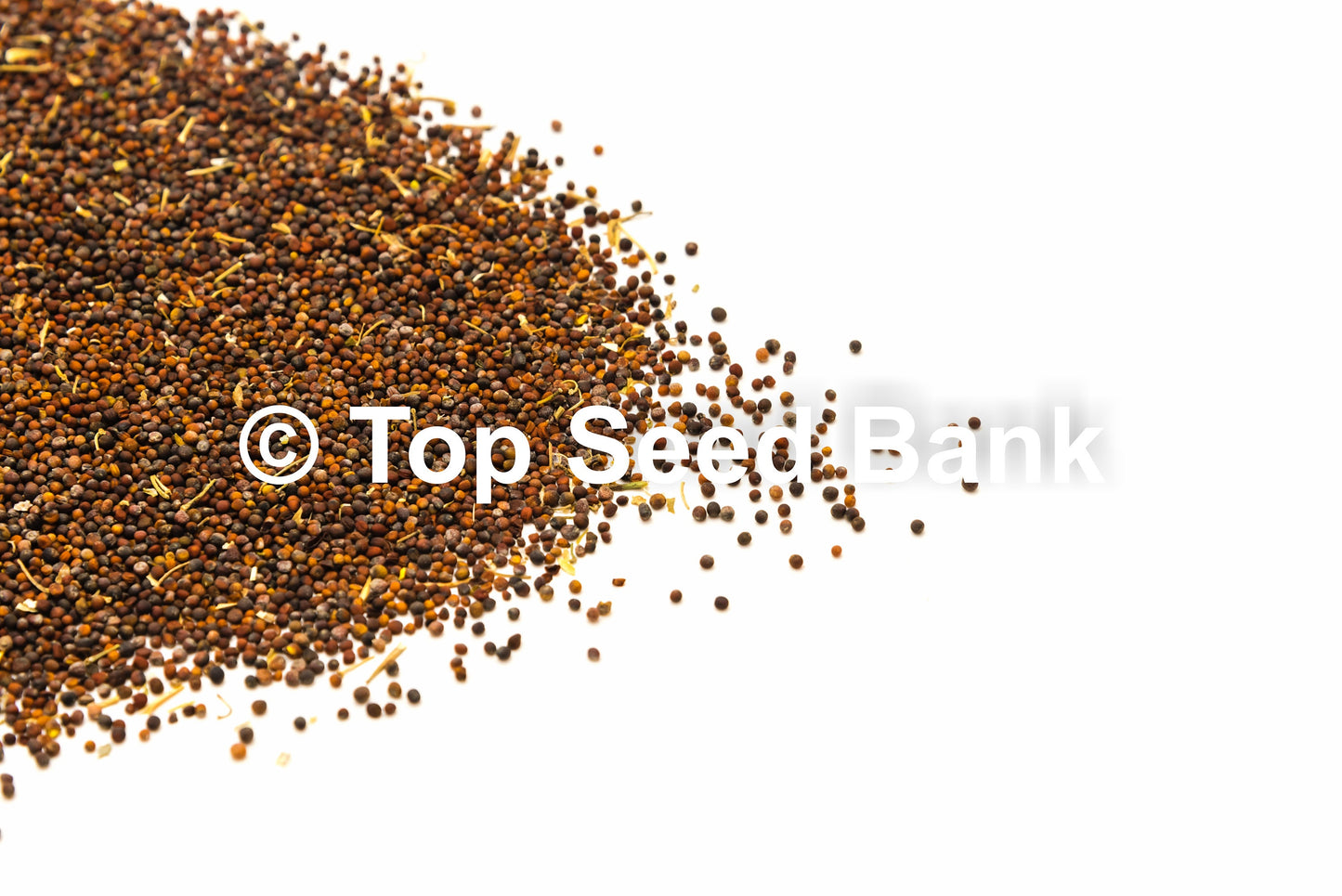 200+ Chinese Kale, Yod Fah Broccoli, Oriental greens seeds + Free GIFT | Non-GMO, Organic| Top Seed Bank