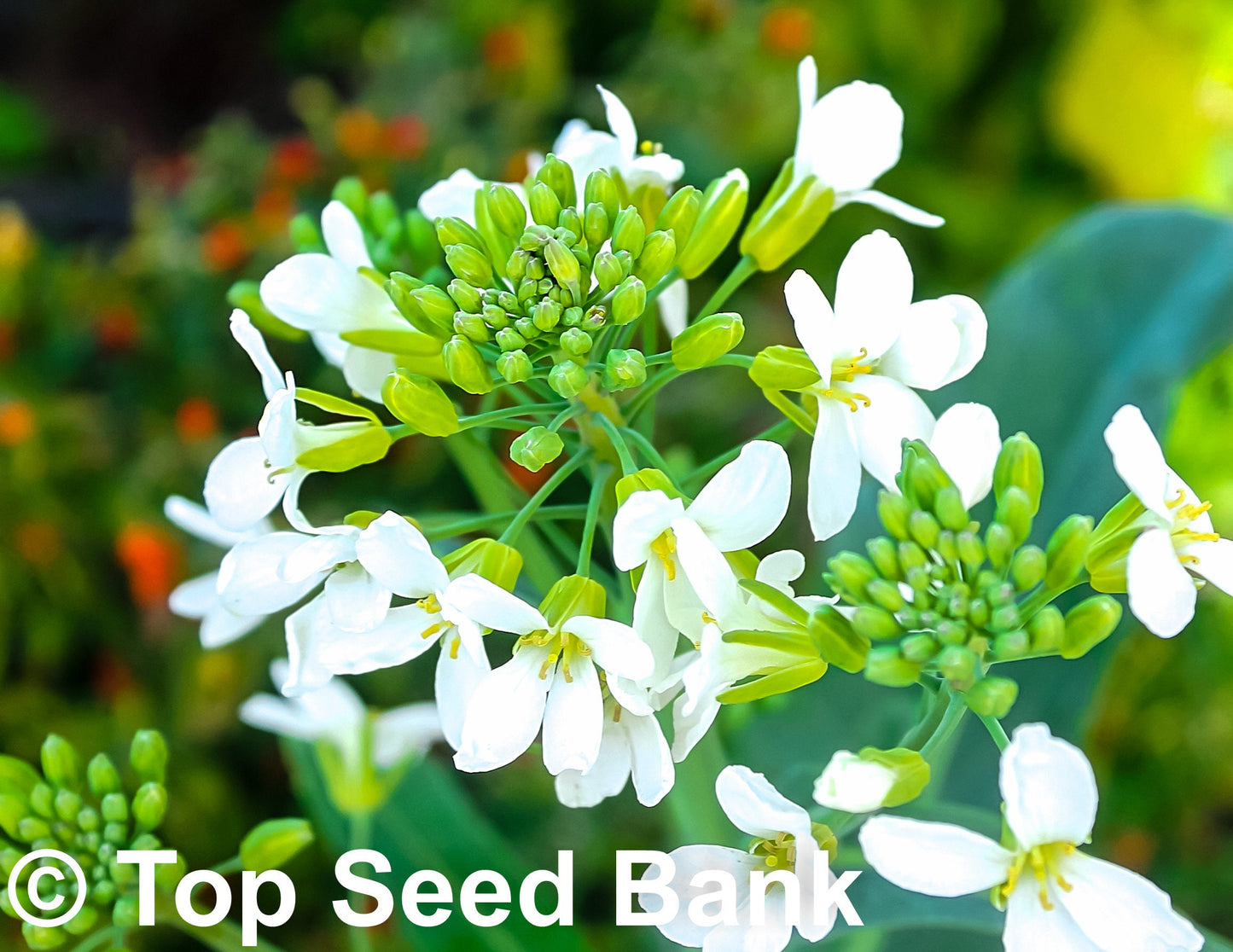 200+ Chinese Kale, Yod Fah Broccoli, Oriental greens seeds + Free GIFT | Non-GMO, Organic| Top Seed Bank