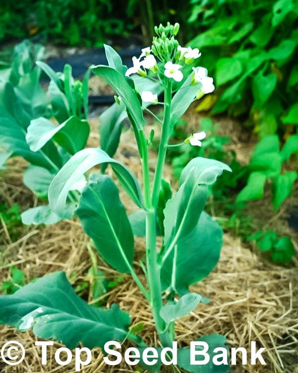 200+ Chinese Kale, Yod Fah Broccoli, Oriental greens seeds + Free GIFT | Non-GMO, Organic| Top Seed Bank