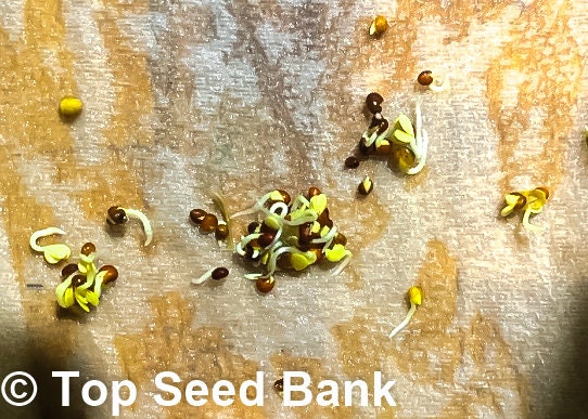 200+ Chinese Kale, Yod Fah Broccoli, Oriental greens seeds + Free GIFT | Non-GMO, Organic| Top Seed Bank