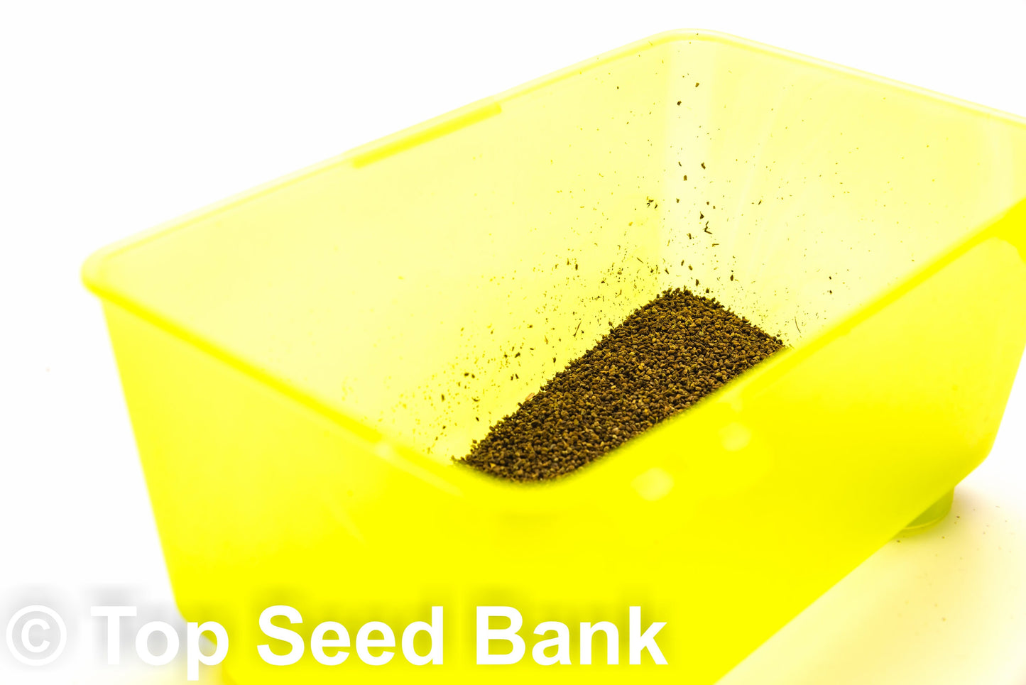 250+ Culantro, Mexican coriander, recao, Ngo Gai, Chadon Beni seeds + Free GIFT | Non-GMO, Organic| Top Seed Bank