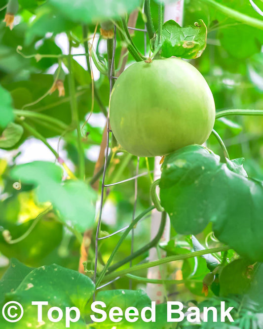 10+ Sakata Sweet Melon seeds, Edible skin fruit, 80 days + Free GIFT | Non-GMO, Organic| Top Seed Bank