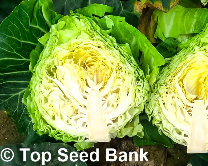 50+ Oxheart cabbage, Cour Di Bue seeds, Early, 60 days + Free GIFT | Top Seed Bank