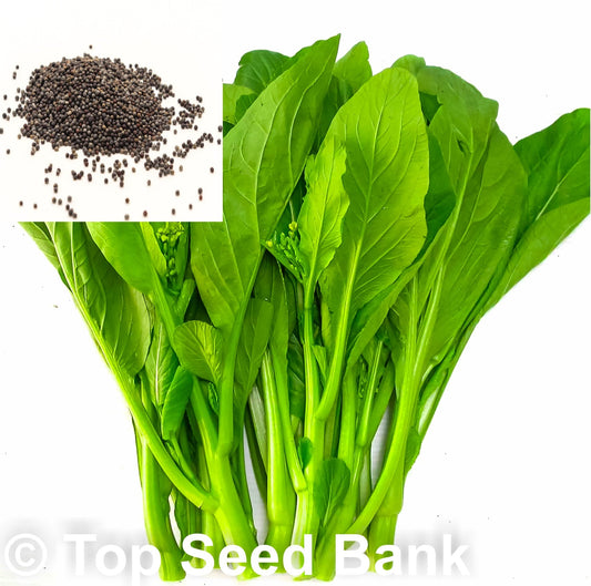 200+ Yu Choy, Choy Sum, You Cai seeds, Cai Ngong + Free GIFT | 45 Days, Easy To Grow | Top Seed Bank