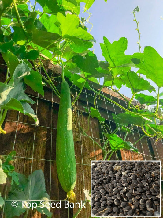 10+ Asian edible luffa seeds, smooth sponge gourd, Muop Huong + Free GIFT | Non-GMO, Organic| Top Seed Bank