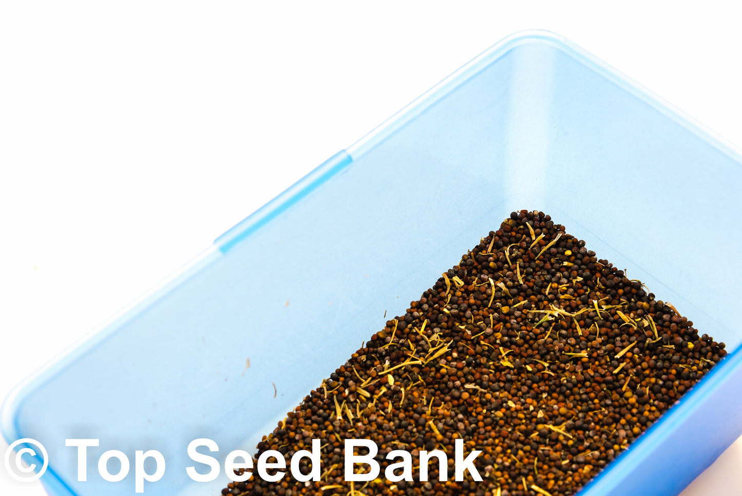 200+ Chinese Kale, Yod Fah Broccoli, Oriental greens seeds + Free GIFT | Non-GMO, Organic| Top Seed Bank