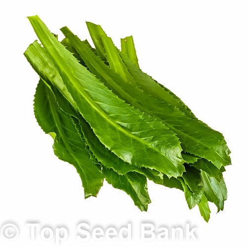 250+ Culantro, Mexican coriander, recao, Ngo Gai, Chadon Beni seeds + Free GIFT | Non-GMO, Organic| Top Seed Bank