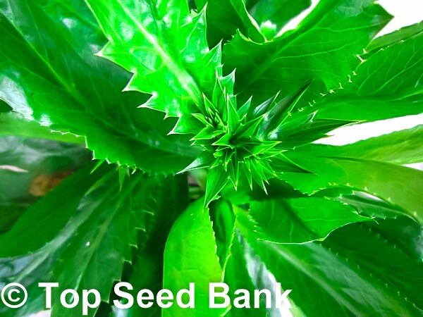 250+ Culantro, Mexican coriander, recao, Ngo Gai, Chadon Beni seeds + Free GIFT | Non-GMO, Organic| Top Seed Bank