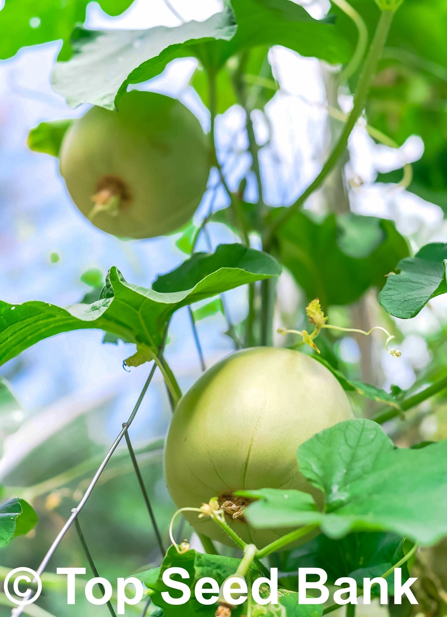 10+ Sakata Sweet Melon seeds, Edible skin fruit, 80 days + Free GIFT | Non-GMO, Organic| Top Seed Bank