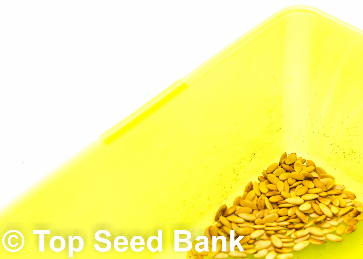 10+ Sakata Sweet Melon seeds, Edible skin fruit, 80 days + Free GIFT | Non-GMO, Organic| Top Seed Bank