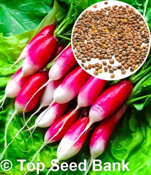 100+ Radish, De 18 Jours seeds + Free GIFT | Fast Growing, Only 18 Days, Non-GMO, Organic| Top Seed Bank