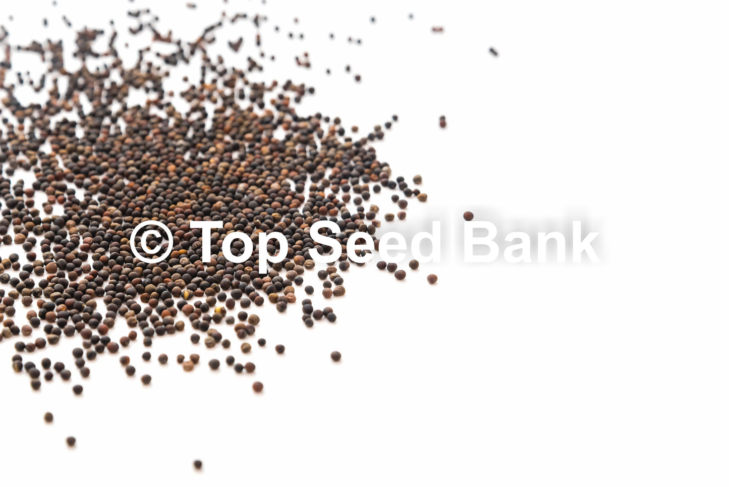 50+ Oxheart cabbage, Cour Di Bue seeds, Early, 60 days + Free GIFT | Top Seed Bank