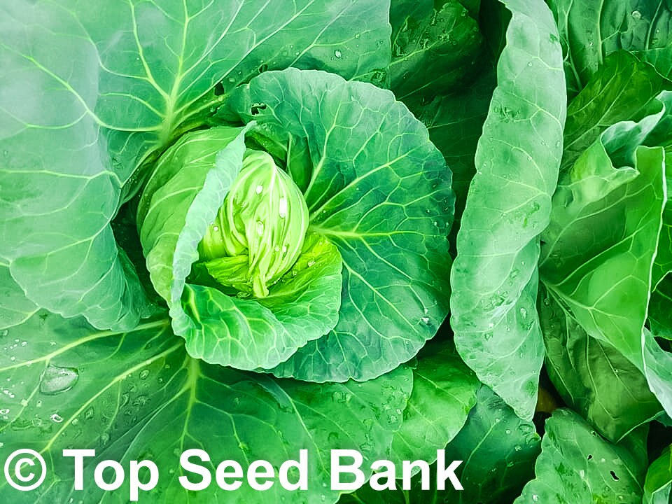 50+ Oxheart cabbage, Cour Di Bue seeds, Early, 60 days + Free GIFT | Top Seed Bank