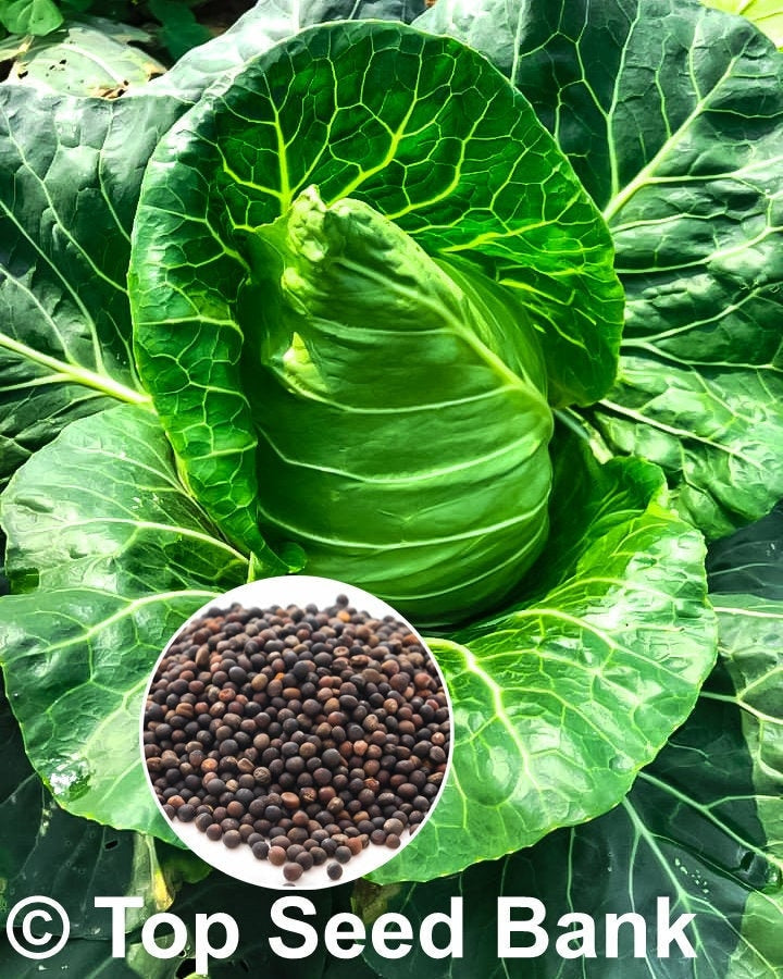 50+ Oxheart cabbage, Cour Di Bue seeds, Early, 60 days + Free GIFT | Top Seed Bank