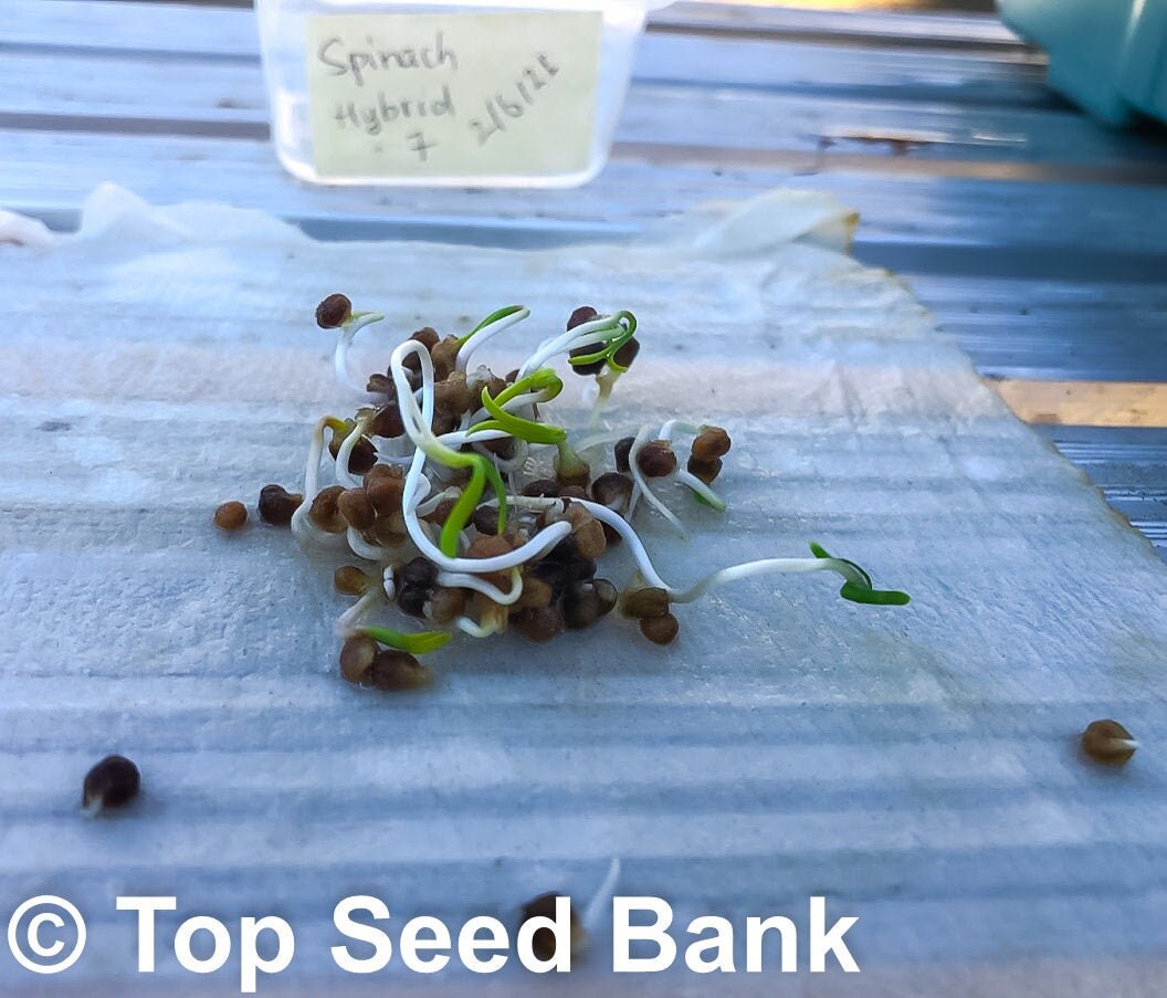 100+ Fast-growing Spinach Hybrid 7 Spinacia Oleracea Seeds, 37 days + Free GIFT | Easy to Grow, Container Friendly | Top Seed Bank