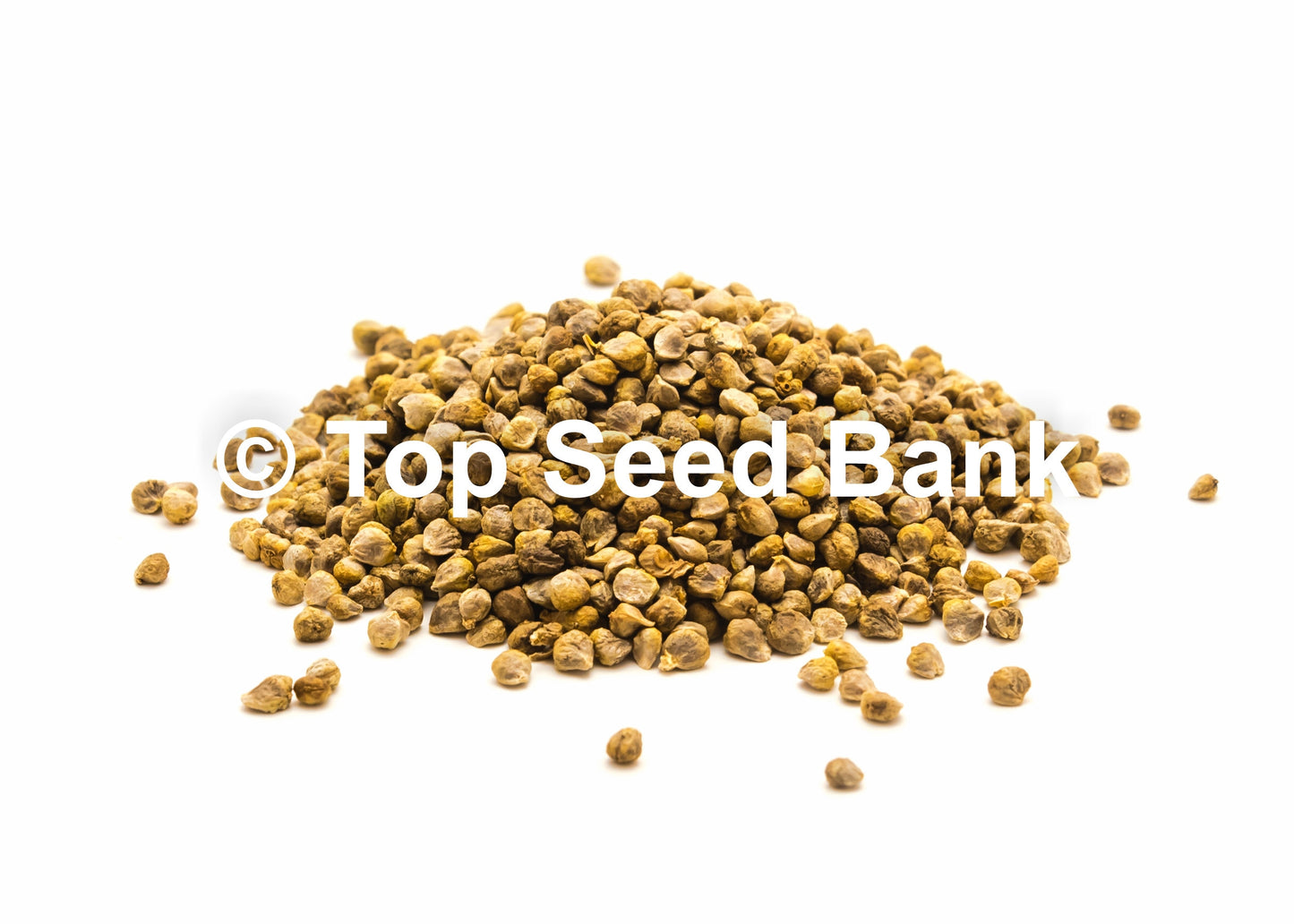 200+ Spinach, Giant Noble seeds, Long-Standing Gaudry + Free GIFT | Fast Growing, 43 Days | Top Seed Bank