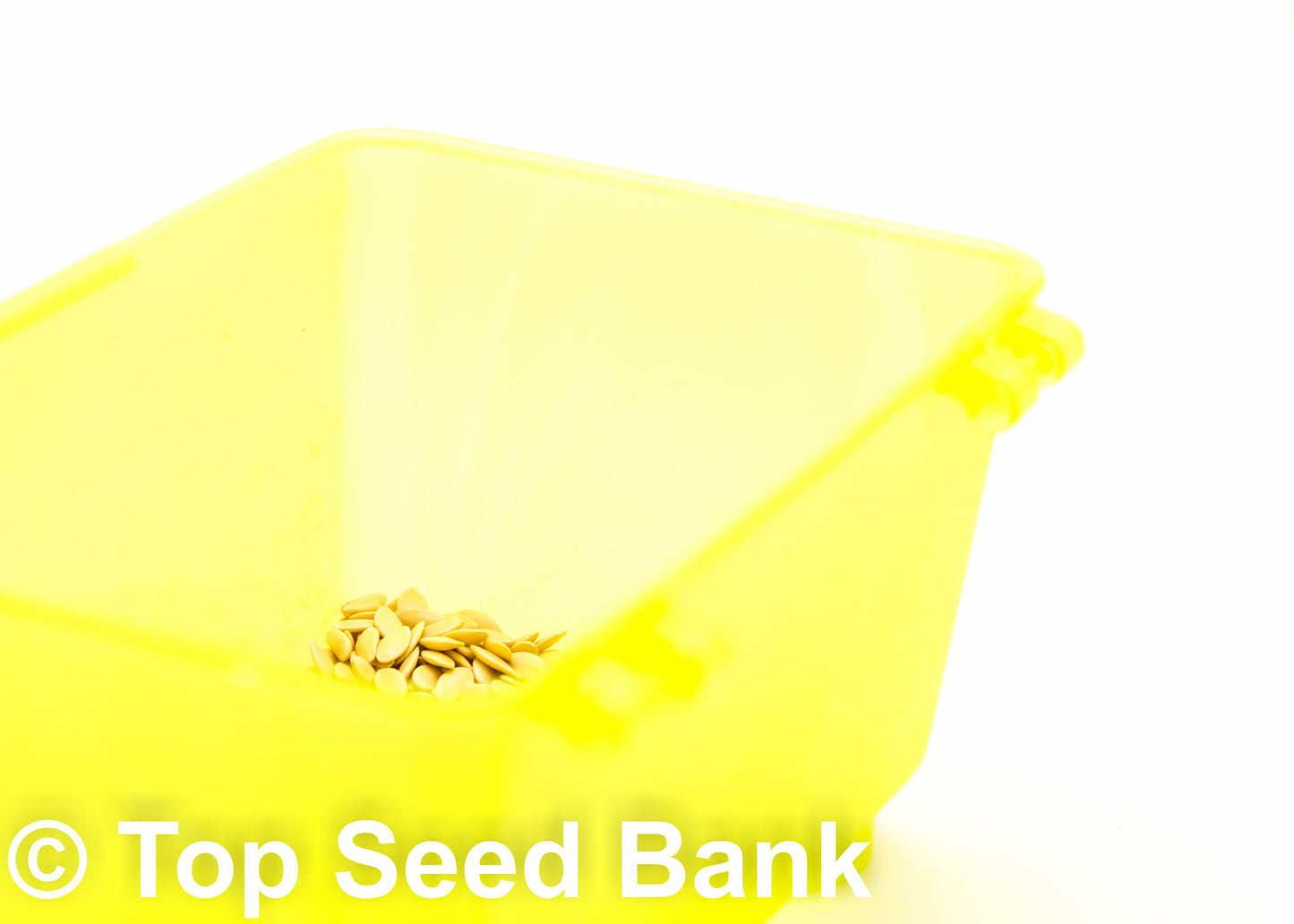 15+ Marketmore Cucumber seeds, Slicing Cuke, 60 Days + Free GIFT | Non-GMO, Disease Resistant | Top Seed Bank