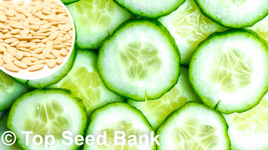 15+ Marketmore Cucumber seeds, Slicing Cuke, 60 Days + Free GIFT | Non-GMO, Disease Resistant | Top Seed Bank