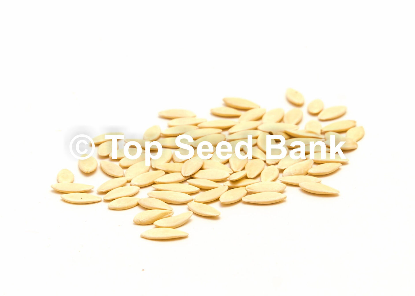 15+ Cucumber, White Wonder seeds, Albino, Ivory King, Jack Frost, Landreths White Slicing + Free GIFT | Non-GMO | Top Seed Bank