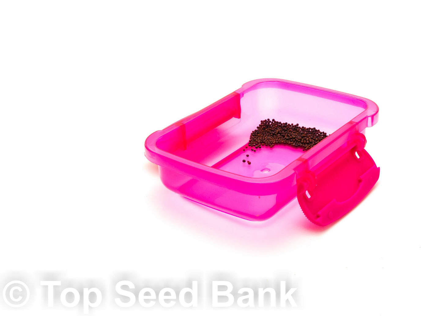 100+ Mustard, Japanese Giant Red seeds + Free GIFT | Heat and Cold Tolerant, Non-GMO, Organic| Top Seed Bank