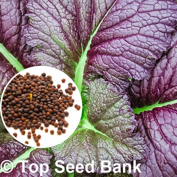 100+ Mustard, Japanese Giant Red seeds + Free GIFT | Heat and Cold Tolerant, Non-GMO, Organic| Top Seed Bank