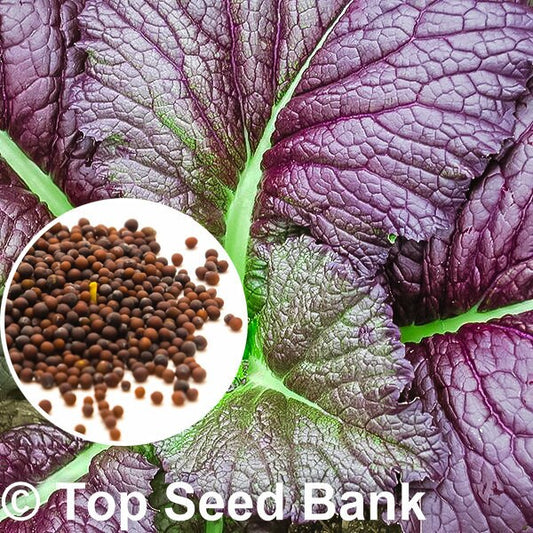 100+ Mustard, Japanese Giant Red seeds + Free GIFT | Heat and Cold Tolerant, Non-GMO, Organic| Top Seed Bank