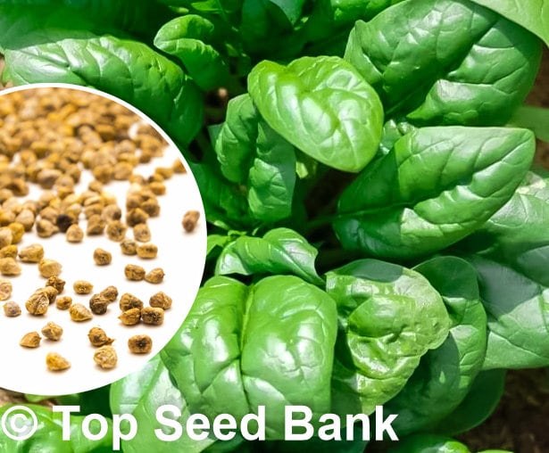 200+ Spinach, Giant Noble seeds, Long-Standing Gaudry + Free GIFT | Fast Growing, 43 Days | Top Seed Bank