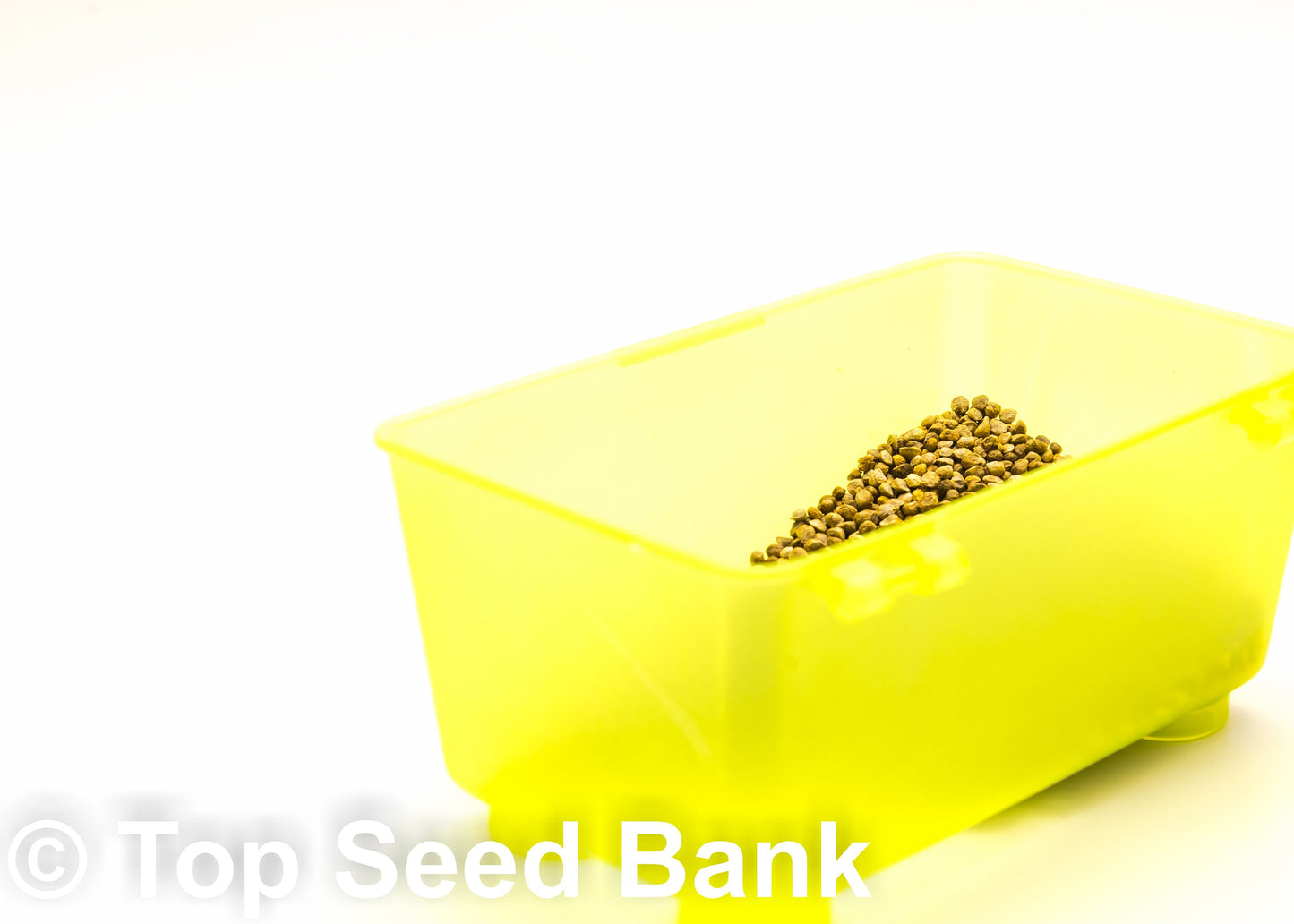 200+ Spinach, Giant Noble seeds, Long-Standing Gaudry + Free GIFT | Fast Growing, 43 Days | Top Seed Bank