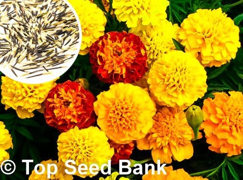 50+ Mix Petite Marigold seeds, French Dwarf Flowers + Free GIFT | Non-GMO, Organic| Top Seed Bank