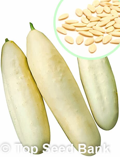 15+ Cucumber, White Wonder seeds, Albino, Ivory King, Jack Frost, Landreths White Slicing + Free GIFT | Non-GMO | Top Seed Bank