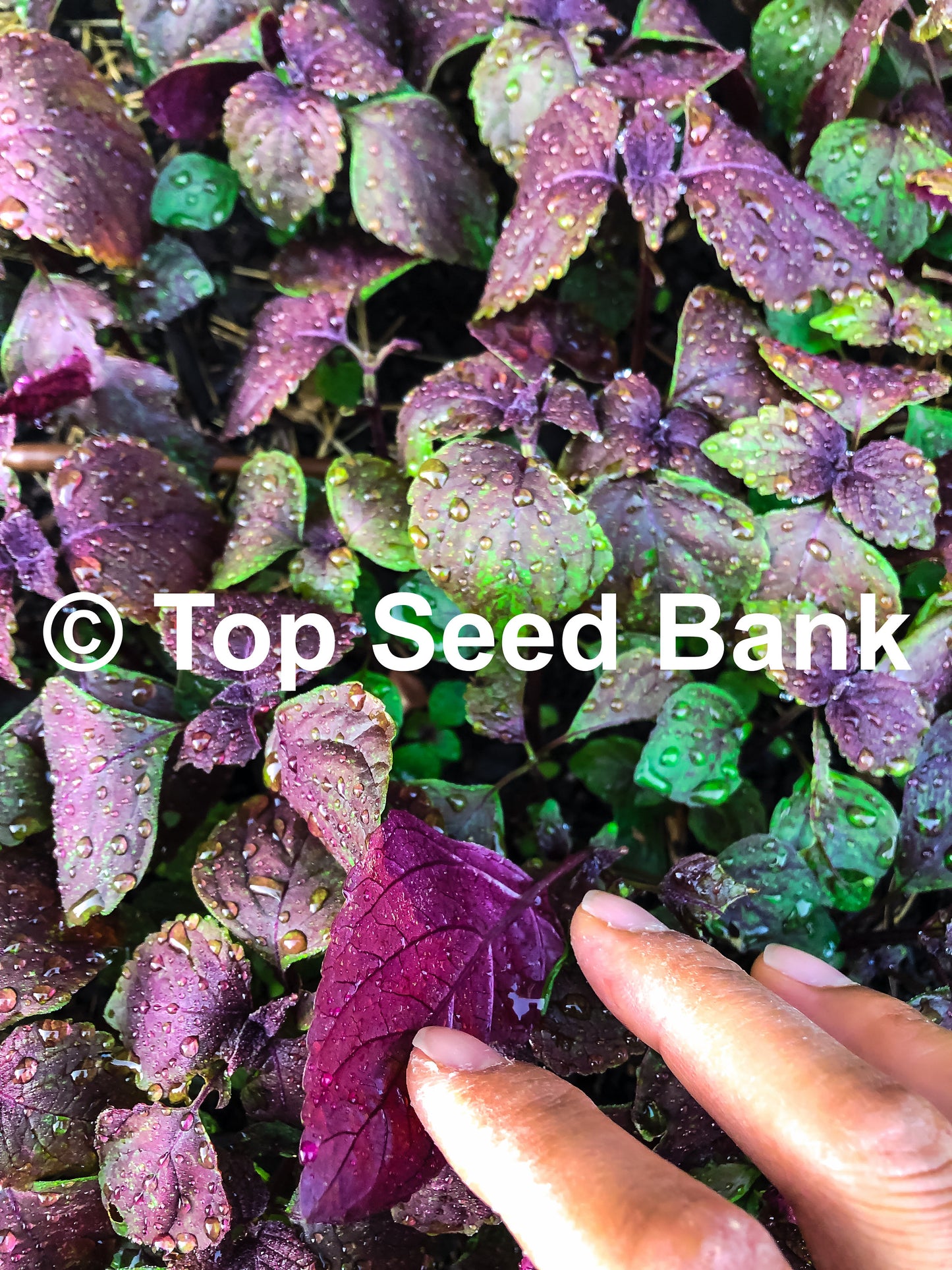 5+ Live Plants – Shiso, Vietnamese Perilla, Tía Tô, Beefsteak Plant  + Free GIFT | Organic, Homegrown | Top Seed Bank