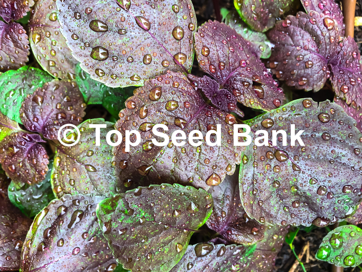 5+ Live Plants – Shiso, Vietnamese Perilla, Tía Tô, Beefsteak Plant  + Free GIFT | Organic, Homegrown | Top Seed Bank