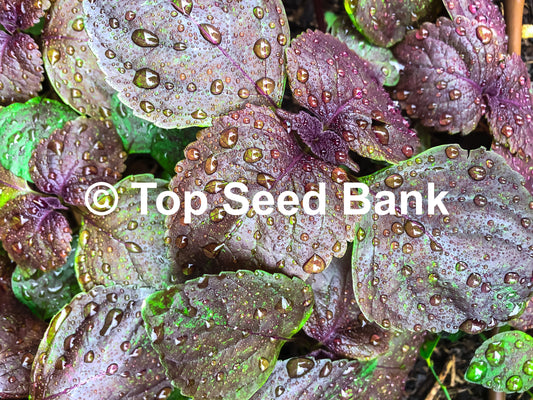 5+ Live Plants – Shiso, Vietnamese Perilla, Tía Tô, Beefsteak Plant  + Free GIFT | Organic, Homegrown | Top Seed Bank