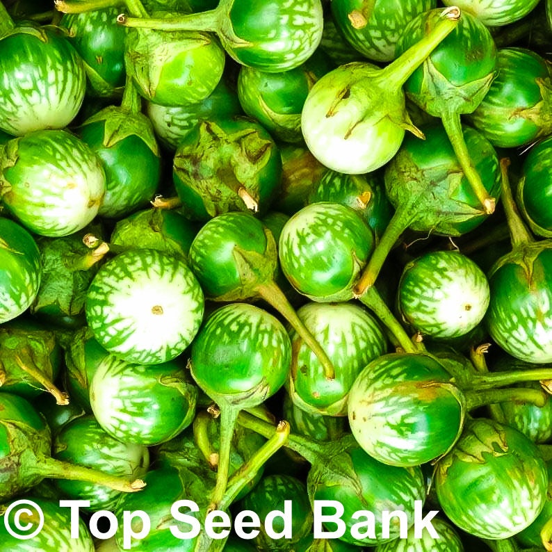 20+ Thai Eggplant seeds, Green Eggplant, Golf Ball Size+ Free GIFT | Fast Growing Asian Brinjal | Top Seed Bank