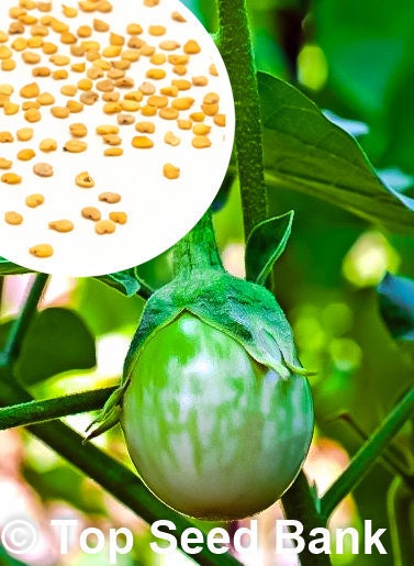 20+ Thai Eggplant seeds, Green Eggplant, Golf Ball Size+ Free GIFT | Fast Growing Asian Brinjal | Top Seed Bank